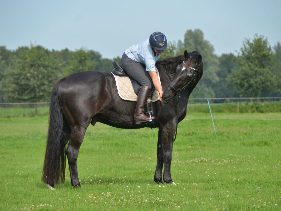 Liesbeth Jorna - Blokkadevrij Trainen en Duurzame Dressuur - Dressage Naturally Instructor