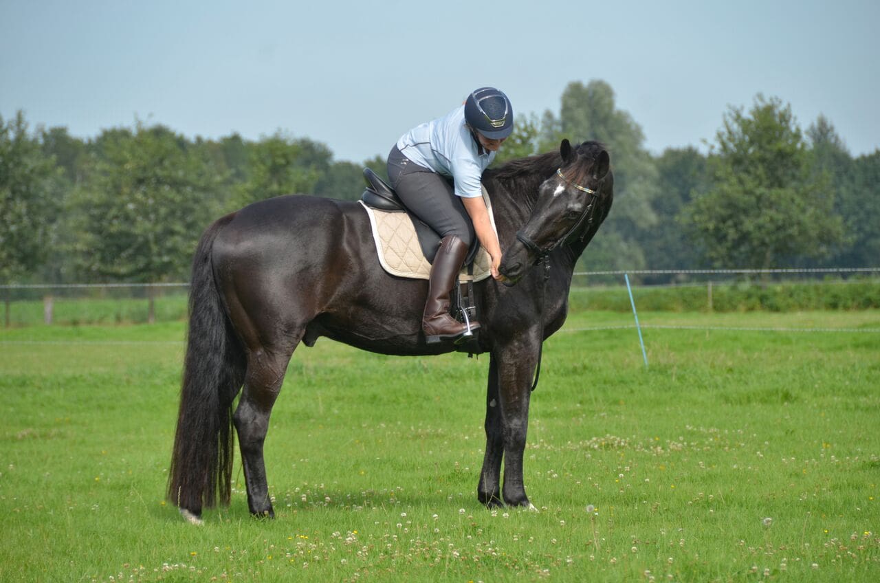 Liesbeth Jorna - Blokkadevrij Trainen en Duurzame Dressuur - Dressage Naturally Instructor