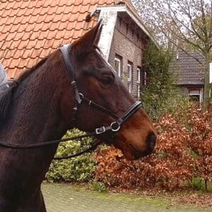 Bitloos Een paar gedachten - Sport & Horsemanship United -2