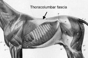 Nieuwe kennis en interessante links - anatomie, biomechanica en meer - 4 - Sport & Horsemanship United