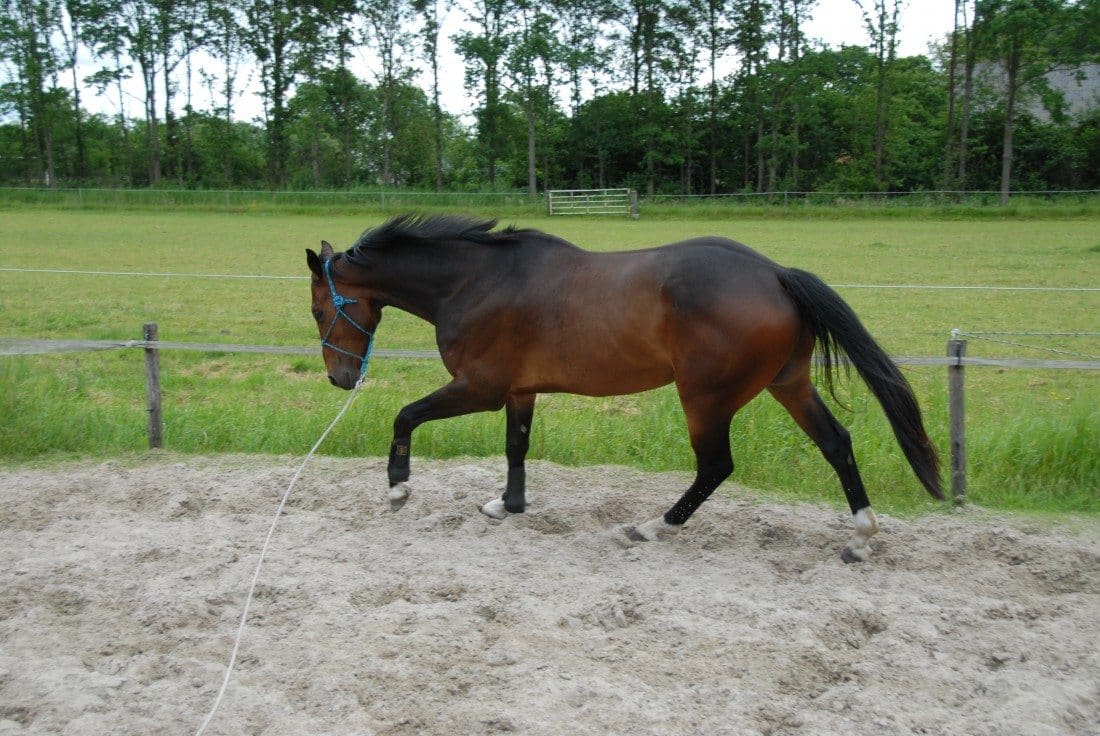 Ontspanning balans en losgelatenheid in galop 1