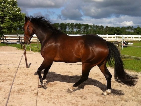 Ontspanning balans en losgelatenheid in galop 2