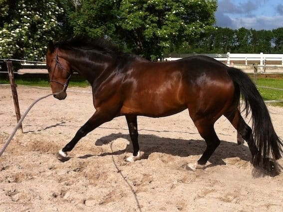 Ontspanning balans en losgelatenheid in galop 4