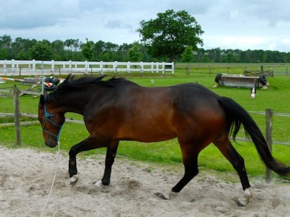 Ontspanning balans en losgelatenheid in galop 5