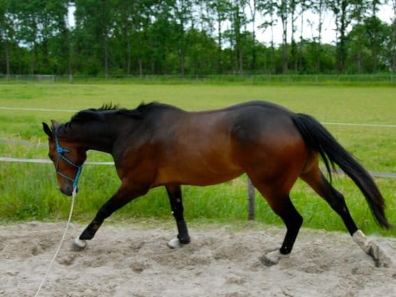 Ontspanning balans en losgelatenheid in galop 6