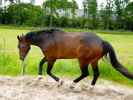 Ontspanning balans en losgelatenheid in galop 7