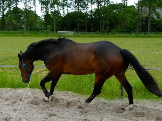 Ontspanning balans en losgelatenheid in galop 8