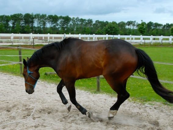 Ontspanning balans en losgelatenheid in galop 9