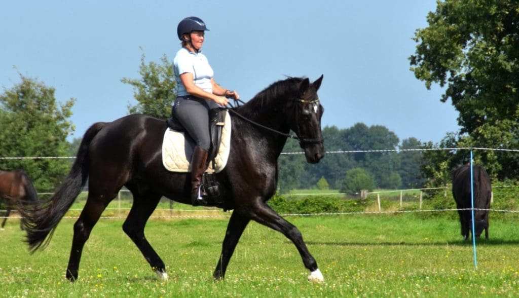 5 Bewezen succesvolle stappen om je paard te helpen met zijn balans 1