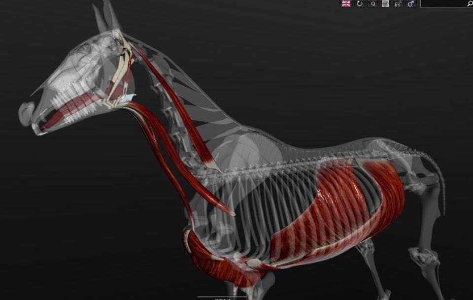 hyoid-ketens